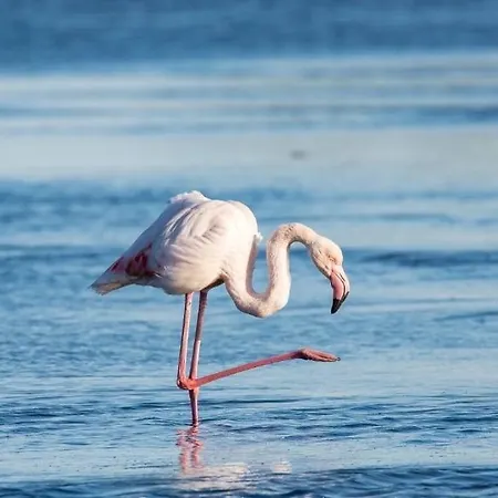 La Cigale Varoise - La Apartman *